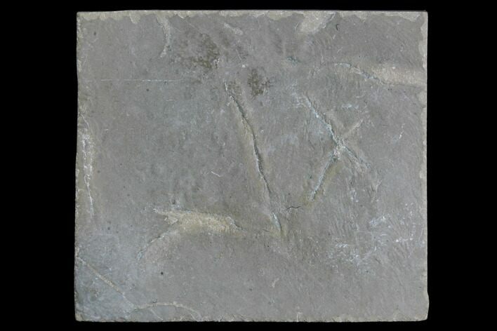 Fossil Bird Track - Green River Formation, Utah #105505
